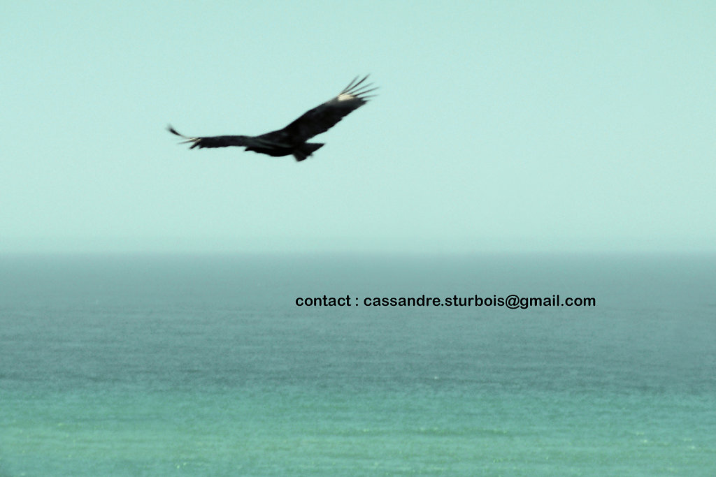 contact