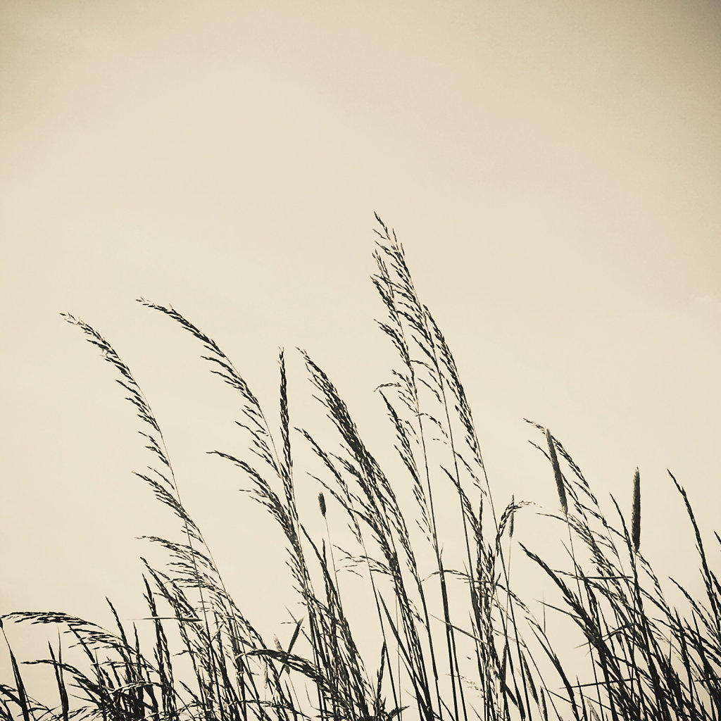 herbes-sepia.JPG