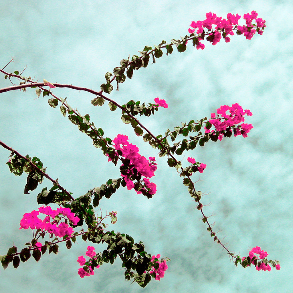 ceu de flores